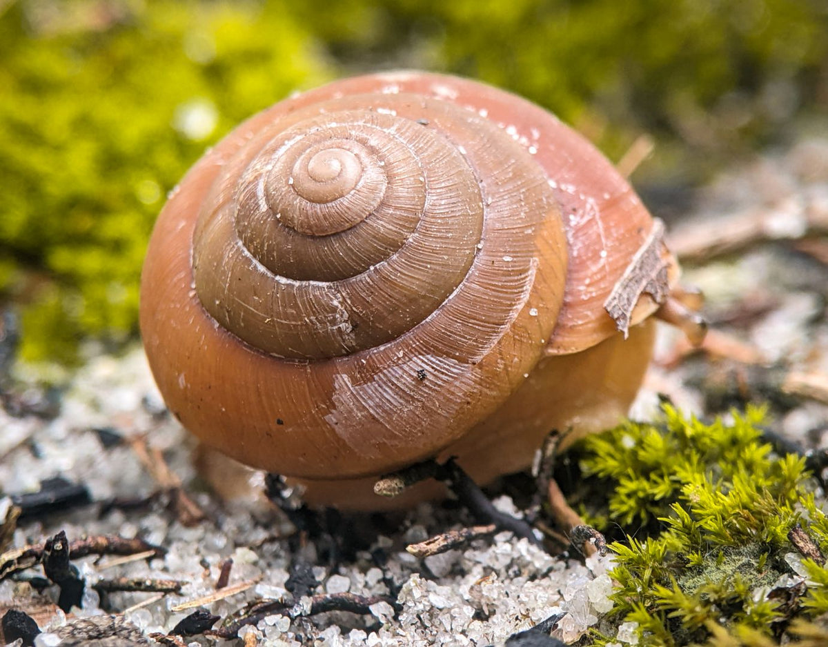 Common Button Snail What is Snail Mucin and Why is it Good for Your Skin? – Benjamin Button