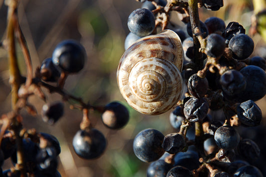 Benjamin Button’s New Snail Mucin Serum: Unlock Radiant Skin with Nature’s Miracle